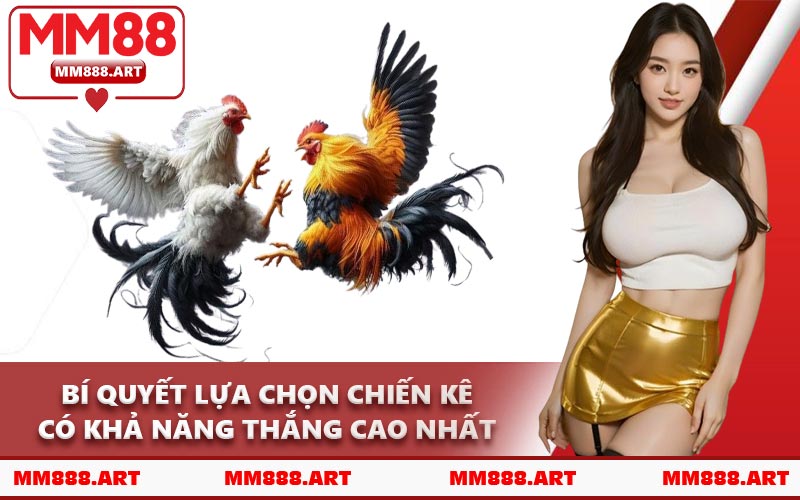 Bí Quyết Lựa Chọn Chiến Kê Có Khả Năng Thắng Cao Nhất